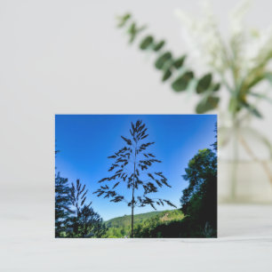 Cartão Postal Johnson Grass