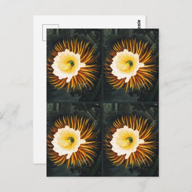 Cartão Postal JohnThornton Quatro Cereais Que Sopram À Noite (Frente/Verso)