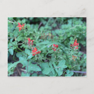 Cartão postal Jolly Julho