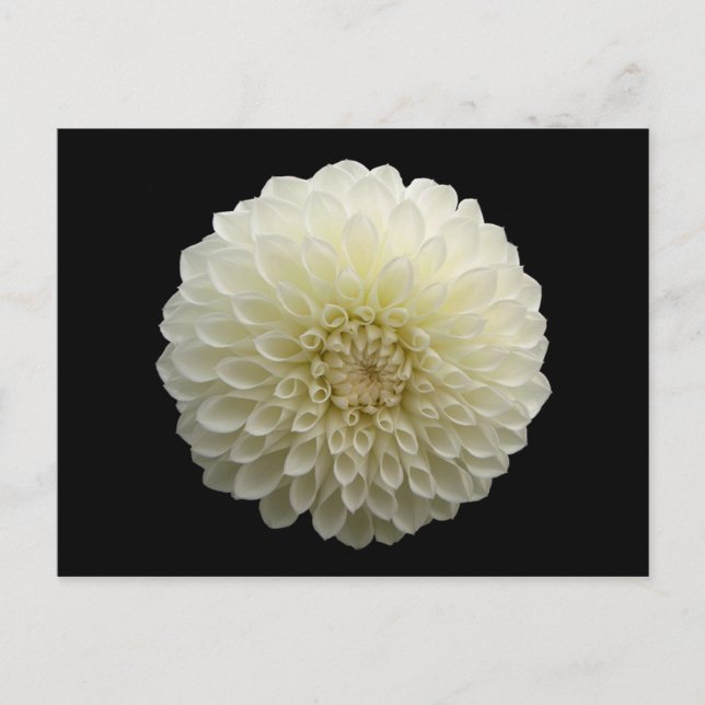 Cartão Postal Jomanda Branca (Dahlia) (Frente)