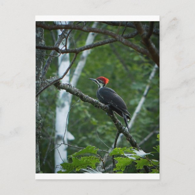 Cartão Postal Jordan Pond Pileated Woodpecker. (Frente)