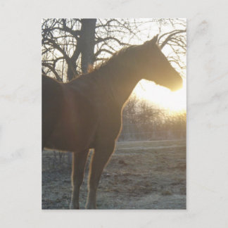 Cartão Postal Jose Benito