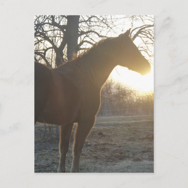 Cartão Postal Jose Benito (Frente)