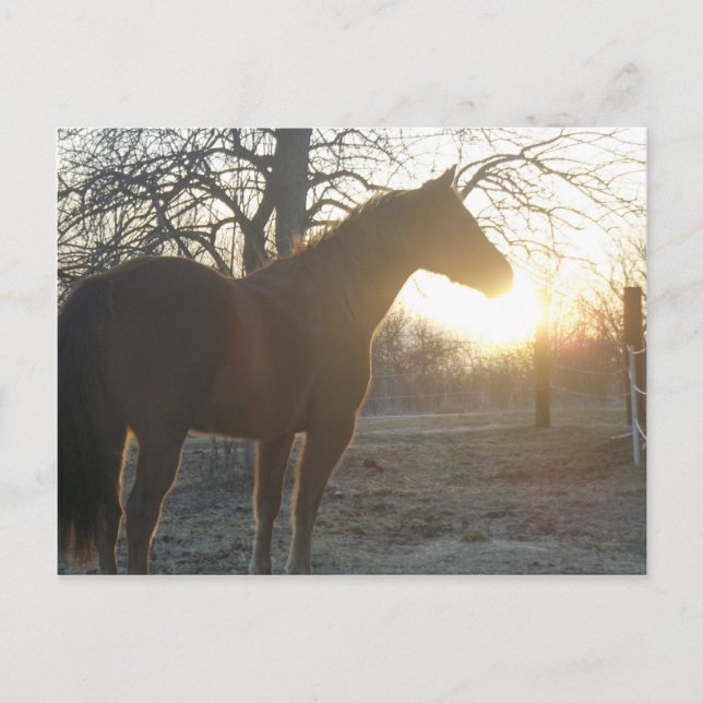 Cartão Postal Jose Benito (Frente)