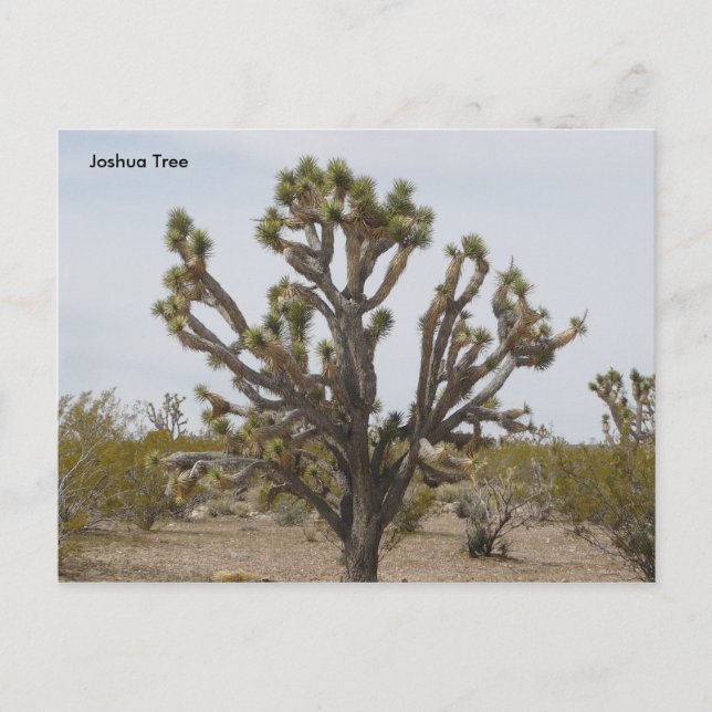 Cartão Postal joshua, Joshua Tree (Frente)