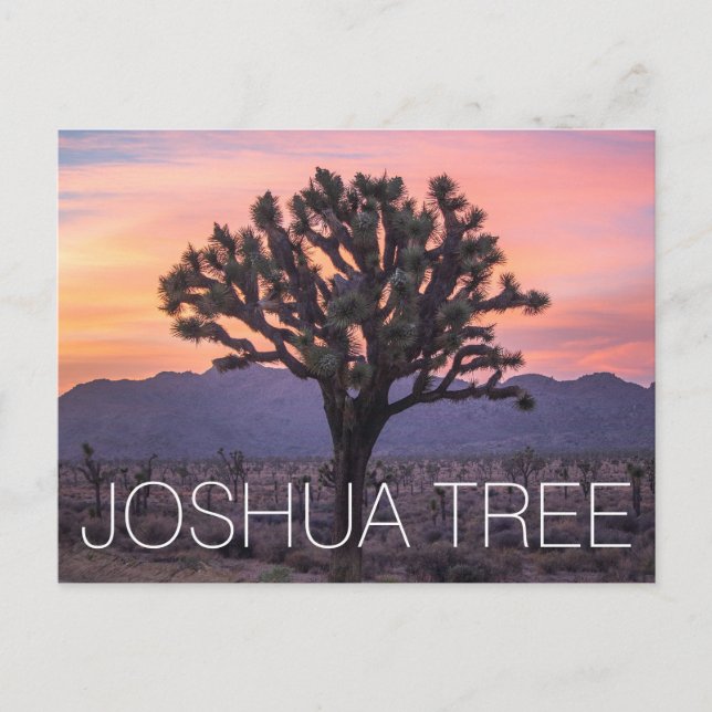 Cartão Postal Joshua Tree (Frente)