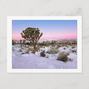 Cartão Postal "Joshua Tree In Snow"