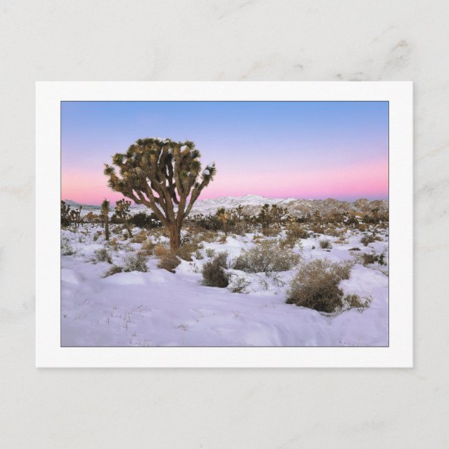 Cartão Postal "Joshua Tree In Snow" (Frente)