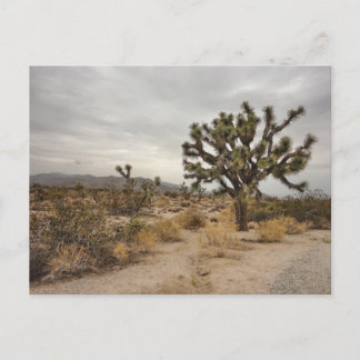 Cartão Postal Joshua Tree National Park postcard