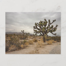 Cartão Postal Joshua Tree National Park postcard
