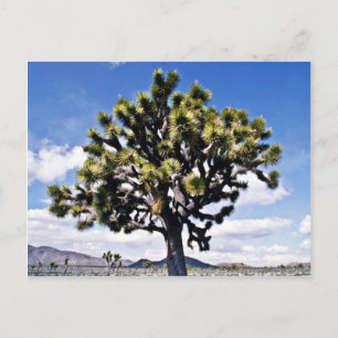 Cartão Postal Joshua Tree - Parque Nacional Joshua Tree