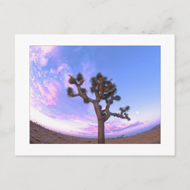 Cartão Postal "Joshua Tree Swirl" (Frente)