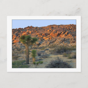Cartão Postal "Joshua Tree with Offspring"