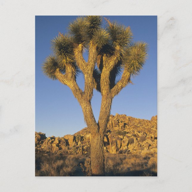 Cartão Postal Joshua Tree, Yucca brevifolia) e granito (Frente)