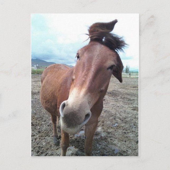 Cartão Postal Josie, a mula engraçada (Frente)