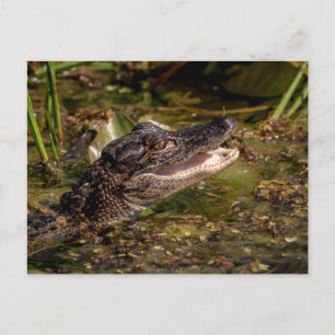 Cartão Postal Jovem Alligator