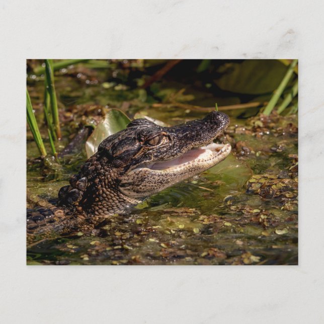 Cartão Postal Jovem Alligator (Frente)