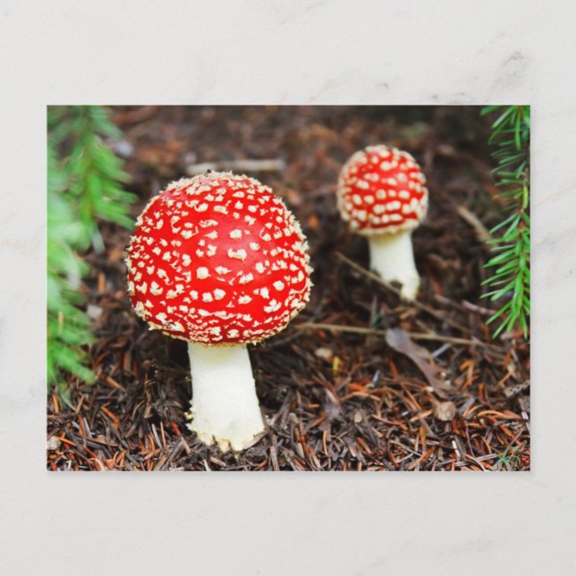 Cartão Postal Jovem Amanita Muscaria (Frente)