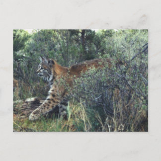 Cartão Postal jovem bobcat, Oregon central
