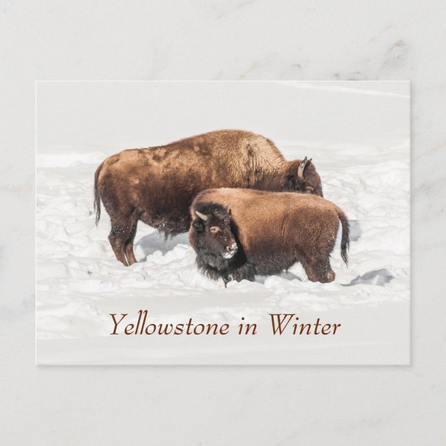Cartão Postal Jovem Buffalo ou Bison com a Mãe no inverno (Frente)
