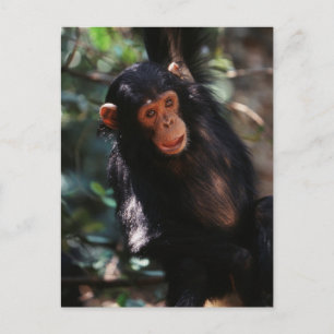 Cartão Postal Jovem Chimpanzé pendurado na floresta