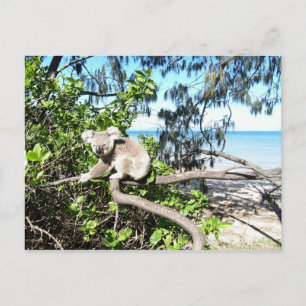 Cartão Postal Jovem coala em uma árvore na praia