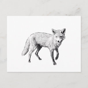 Cartão Postal Jovem Fox Sketch