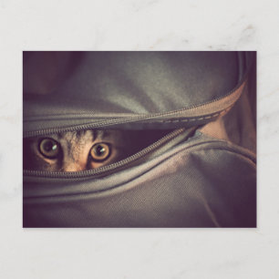 Cartão Postal Jovem Gatinho Listrado