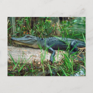 Cartão Postal Jovem Jacaré