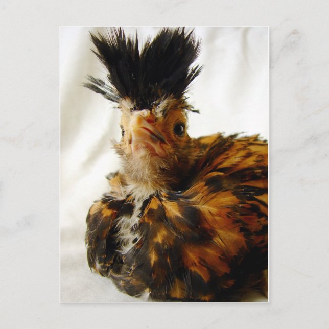 Cartão Postal Jovem Polonês (Frente)