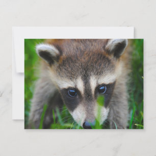 Cartão Postal Jovem Raccoon na grama