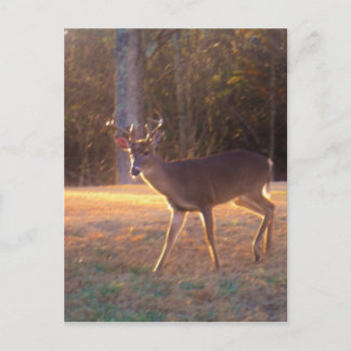 Cartão Postal Jovem Stag Deer no Sol