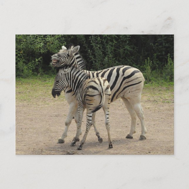 Cartão Postal Jovem Zebra e Mãe Brincando (Frente)