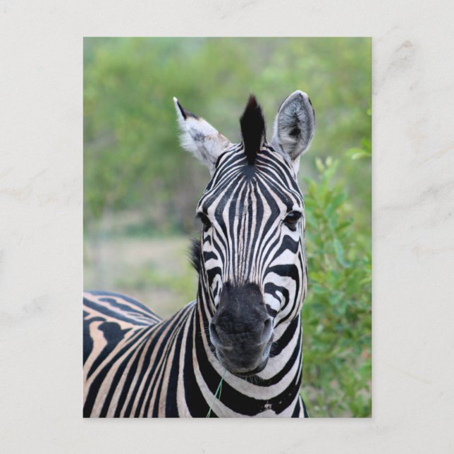 Cartão Postal Jovem Zebra Wildlife da África (Frente)
