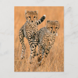 Cartão Postal Jovens Cheetahs (Acinonyx Jubatus) Correndo