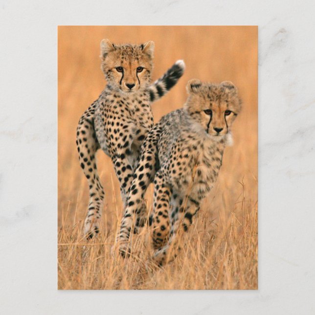 Cartão Postal Jovens Cheetahs (Acinonyx Jubatus) Correndo (Frente)