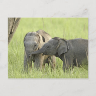 Cartão Postal Jovens de elefante indiano/asiático