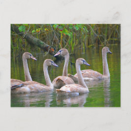 Cartão Postal Jovens Nadam No Rio