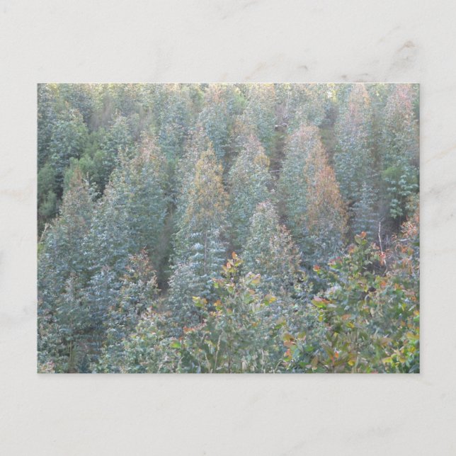 Cartão Postal Jovens Plantações de Eucalyptus (Frente)