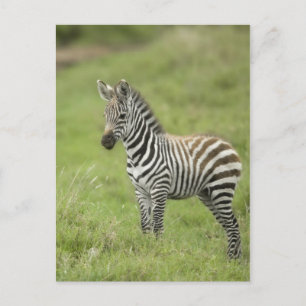 Cartão Postal Jovens Zebra Na Planície De Serengeti