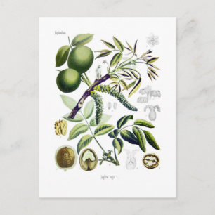 Cartão Postal Juglans regia (noz)