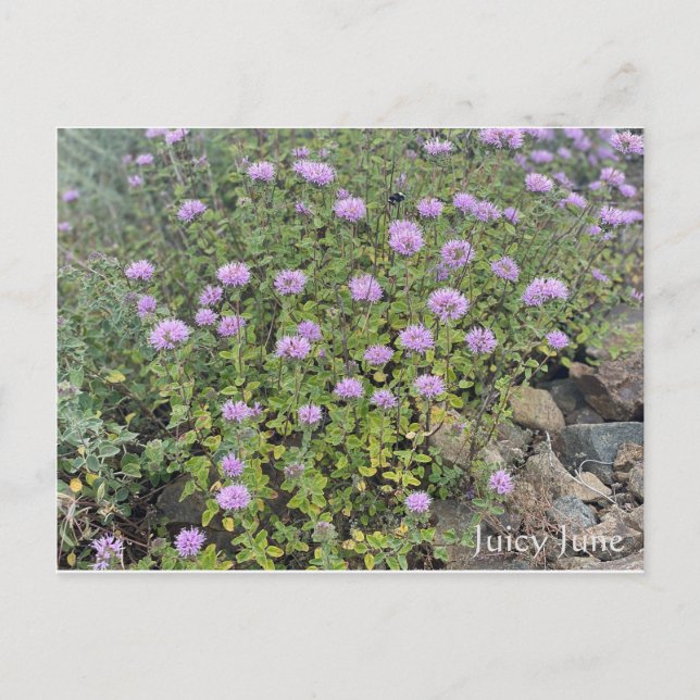 Cartão Postal Juicy June (Frente)