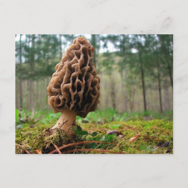 Cartão Postal Juicy Morels (Frente)