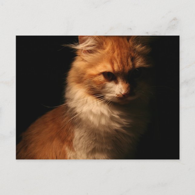 Cartão Postal Jule (Frente)