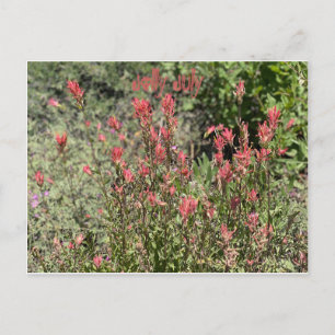 Cartão Postal Julho Alegre