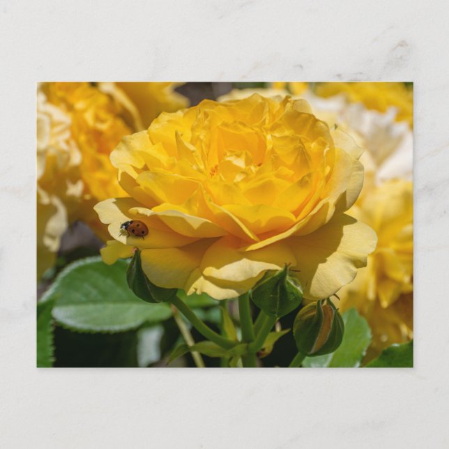 Cartão Postal Julia Child Rosa (Frente)