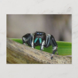 Cartão Postal Jumping Jack!