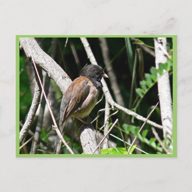 Cartão Postal Junco de olhos escuros (Frente)
