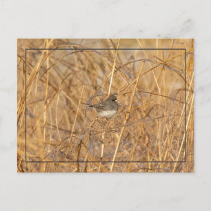 Cartão Postal Junco No Icy Grass