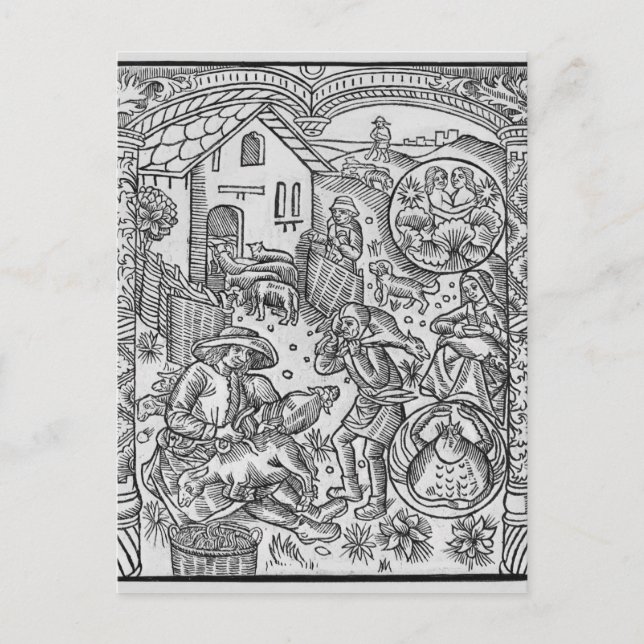 Cartão Postal Junho, tosquia de ovinos, Gêmeos (Frente)